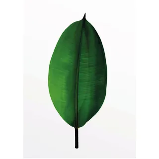 KOMAR Wandbild Ficus Leaf 30 x 40 cm