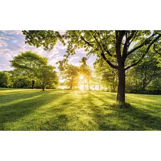 KOMAR Vliestapete »Digitaldruck Vlies - Golden Moment 400 x 250 cm