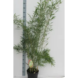 Fargesia robusta Campbell 1L Topf – Heckenbambus – Zebra Bambus winterhart immergrün ca. 50 cm hoch