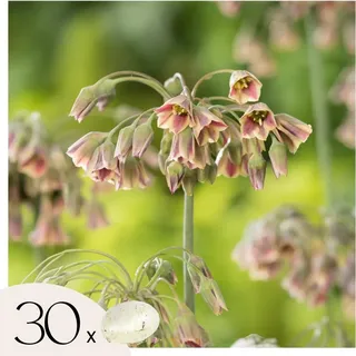 Alliumzwiebeln - 30 Stk - Allium 'Nectaroscordum' - Blumenzwiebeln - Rosa - Grün