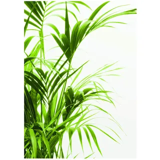 KOMAR Wandbild Reed Leaves 30 x 40 cm