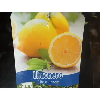 Zitronenbaum 130-150 cm - Citrus limon Fino 49 / Mesero - Pflanze Stämmchen ohne Früchte