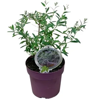 Buddleja alternifolia 'Unique' - Hänge-Sommerflieder, Schmetterlingsstrauch, 20-30 cm, pflegeleichte Blütenpflanze für Garten & Terrasse