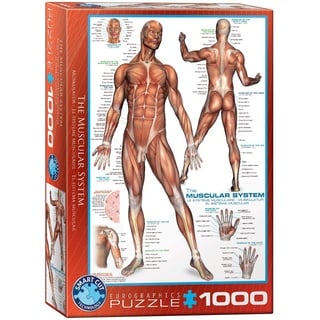 Eurographics 6000-2015 The Muscular System Puzzle, 1000 Teile