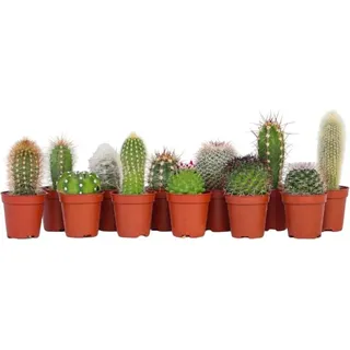Mini Kakteen - 12 Stk - Cactus - Höhe 5-10cm - 6cm - Grün