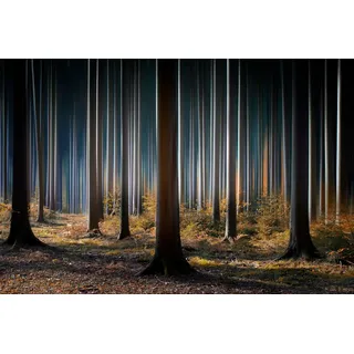 Papermoon »Photo-Art CARSTEN MEYERDIERKS, MYSTISCHER WALD«, bunt,