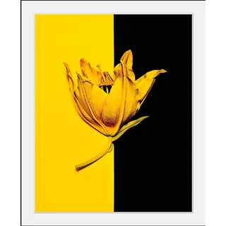 Bild QUEENCE "Blüte", bunt (farbe rahmen: schwarz, farbe bild(er): bunt), B:50cm H:70cm T:3cm, Acrylglas, Holz, Papier, Bilder, Bild, HD Premium Poster-Druck inkl. Holzrahmen