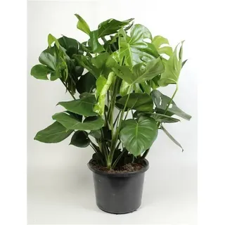 XXL Monstera delicosa 80-100 cm - Köstliche Fensterblatt - Zimmerpflanze - bessere Raumluft - Grünpflanze