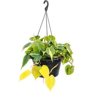 Baumfreund Kletternder Philodendron scandens Brasil Ampel