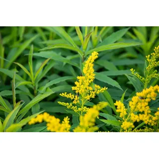Solidago x cult. 'Goldkind', Goldrute, gelb, ca. 9x9 cm Topf
