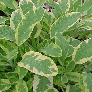 6 x Goldsalbei - Salvia officinalis 'Aurea' | Topf 9cm x 9cm