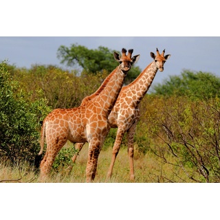 Papermoon Fototapete »GIRAFFE-TIERE AFRIKA SAVANNE STEPPE SAHARA BÄUME NATUR«, bunt