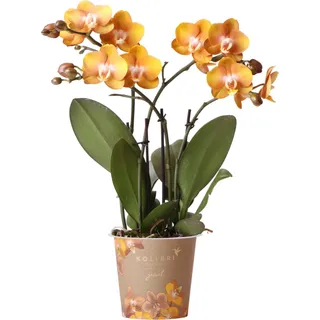 Kolibri Orchideen | Orange-goldene Schmetterlings-Orchidee - Jewel Las Vegas - Topfgröße Ø12cm | blühende Topfpflanze - frisch vom Züchter - Orange