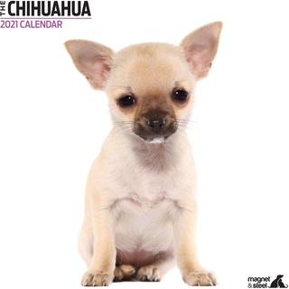 Chihuahua 9628 Moderner Kalender 2021