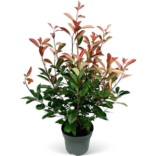 Glanzmispel Red Robin Set à 100 Stück Höhe ca. 80 - 100 cm Topf ca. 7,5 l