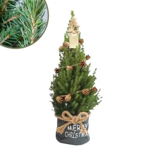 Plants by Frank | Weihnachtsbaum mit beleuchtung 'Pineconelight' im Xmas Bag blau | 1x Picea Conica 'December' | 19 cm Ø | 60 cm  | Zuckerhut fichte | Zuckerhutfichte kaufen | Tannenbaum klein - Grün