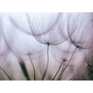 Papermoon »Purple Abstract Dandelion« bunt,