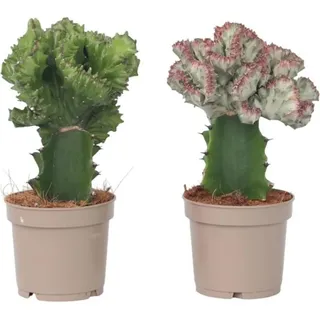 Cowboy-Kaktus - 2 Stk - Euphorbia 'Lactea' - Höhe 25-30cm - 12cm - Grün