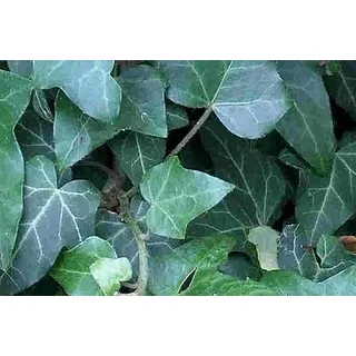 120 Efeu Stecklinge Bodendecker, Garten