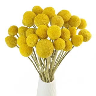 TooGet Natürlich Craspedia Getrocknete Blumen Gelb Billy knöpft Kugeln Strauß Bündel, Craspedia Dried Flowers Billy Buttons Arrangements Dekorieren Sie für Heimwerker, Hochzeit, Geschäft