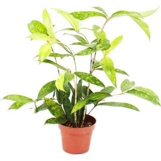 Drachenbaum - Dracaena surculosa - 12cm - grün mit hellgrünen Tupfen