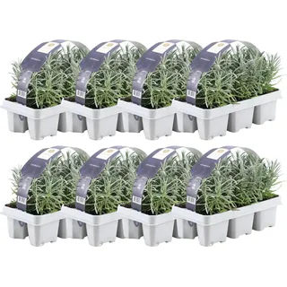 Blauer Duft-Lavendel 48 Lavendel Pflanze angustifolia - Lavendelpflanzen winterhart - echter lavendel - Gartenpflanzen - Lavendelstrauch - Lavendel Pflanze - duftlavendel - 48 x Ø7 cm - 15 cm