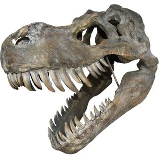 Nemesis Now Wandschild Tyrannosaurus Rex Totenkopf, groß, 51,5 cm, Braun