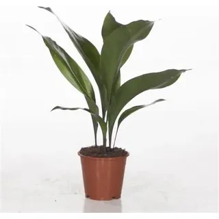 Aspidistra Elatior ca. 50 cm Schusterpalme Metzgerpalme Schildblume – Robuste Zimmerpflanze für dunkle Ecken, pflegeleicht, luftreinigend