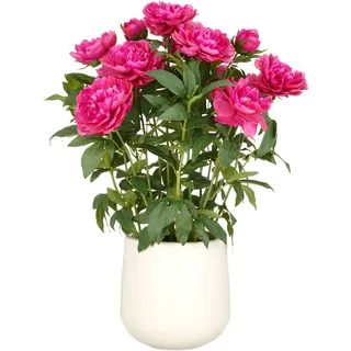 Creativ green Kunstpflanze »Peonie« im eleganten Topf, pink