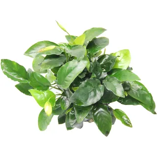 Dennerle Plants Aquariumpflanze Anubias Barteri spec. Nana Bigfoot