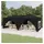 Faltpavillon 6 x 3 m inkl. 2 Seitenteile Schwarz