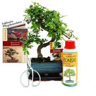 EXOTENHERZ Geschenkset Bonsai "Ulmus" - Chinesische Ulme - ca. 6 Jahre alt - Anfänger-Set