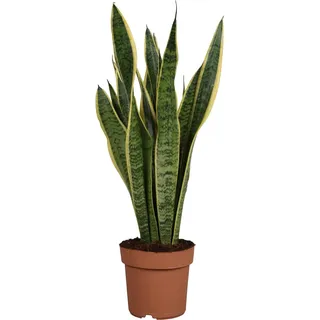 Bogenhanf Laurentii Topf-Ø ca. 17 cm Sansevieria trifasciata