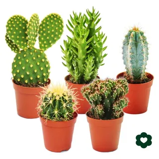 5 verschiedene Kakteen im Set - 5,5cm Topf - Grün