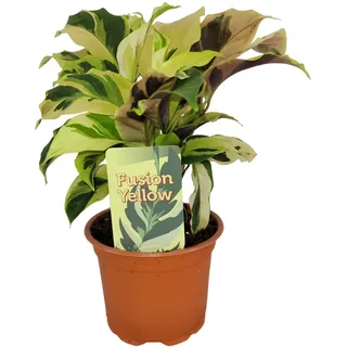 Calathea 'Fusion Yellow' - Tropische Schönheit mit leuchtendem Blattmuster, ca. 30 cm hoch
