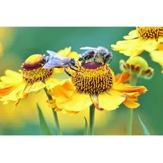 FKA Makrofotografie im Botanischen Garten 14.06.26