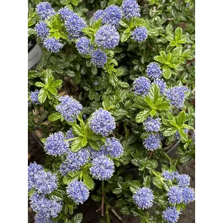 Ceanothus 'Blue Mound' - Säckelblume 25 - 30 cm Container
