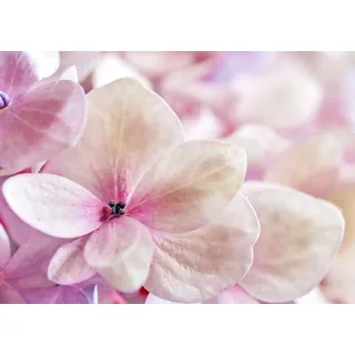 Rasch Tapete 363326 - Fototapete auf Vlies mit Blumen in Lila und Weiß aus der Kollektion Magicwalls - 2,65 m x 3,71 m (LxB)