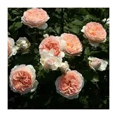 KORDES ROSEN Beetrose, Rosa »Märchenzauber®«, Blüte: apricot, gefüllt