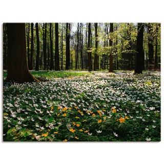 Artland Wandbild »Frühlingswald bedeckt mit Windröschen«, Wald, (1 St.), als Leinwandbild, Poster in verschied. Größen, grün