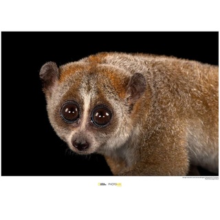 Komar National Geographic Wandbild | Bengal Slow Loris | Größe: 70 x 50 cm | ohne Rahmen | Poster, Fotographie, Tier, bedrohte Tierart, Tierbild, Kundstdruck, Porträt | WB-NG-029-70x50