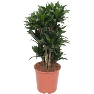 Drachenbaum Dracaena Compacta Ø24cm 80cm pflegeleichte Zimmerpflanze