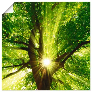 Artland Wandbild »Sonne strahlt explosiv durch den Baum« Bäume 1 Stk. tlg. als Leinwandbild, Poster in verschied. Größen, grün