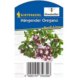 Kiepenkerl Oregano hängend Bee Better Topf-Ø ca. 12 cm