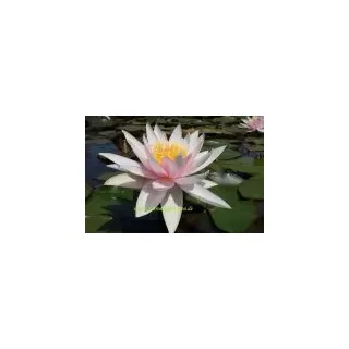 1 SEEROSE der Sorte Fritz Junge pfirschrosa Blüte