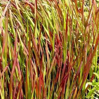 6 x Blutgras Red Baron - Imperata Cylindrica 'Red Baron' - Topf 9cm x 9cm