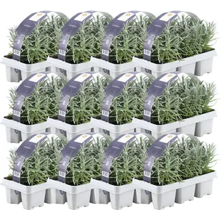 Blauer Duft-Lavendel 72 Lavendel Pflanze angustifolia - Lavendelpflanzen winterhart - echter lavendel - Gartenpflanzen - 72 x Ø7 cm - 15 cm - Blau