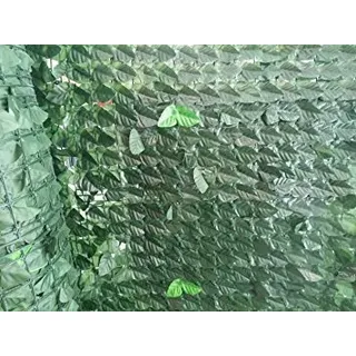BLINKY immergrüne Hecke