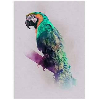 KOMAR Wandbild Animals Parrot 30 x 40 cm