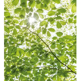 KOMAR Vliestapete Im Frühlingswald 250x280 cm